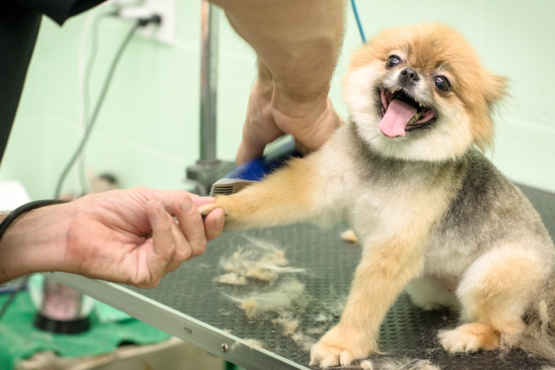 Dog & Cat Grooming in Gainesville, FL